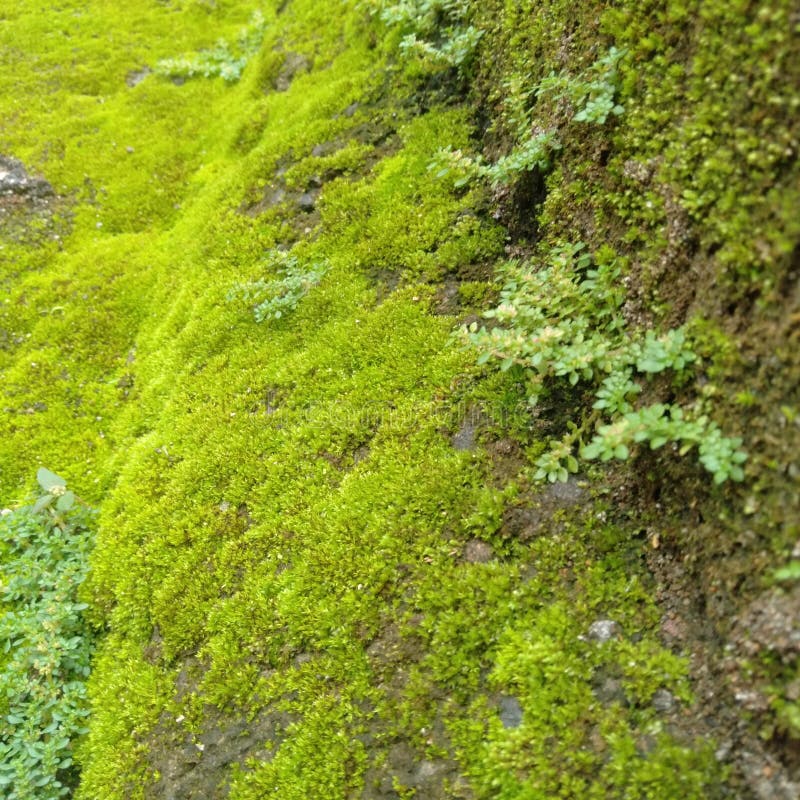 Green Moss Grows on the Ground Stock Image Image of flower, grass