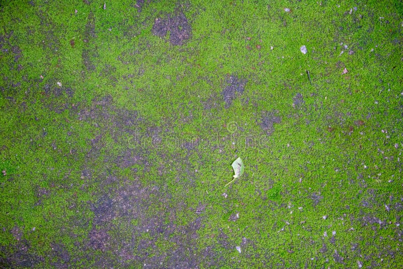 Green Moss on Humid Concrete Floor for Texture or Background Stock