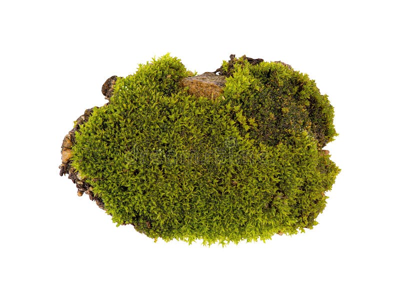 https://www.dreamstime.com/green-moss-isolated-top-view-silvergreen-bryum-moss-tussock-green-moss-isolated-top-view-silvergreen-bryum-moss-image161298932