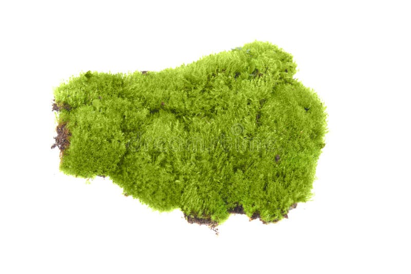 Green moss isolated