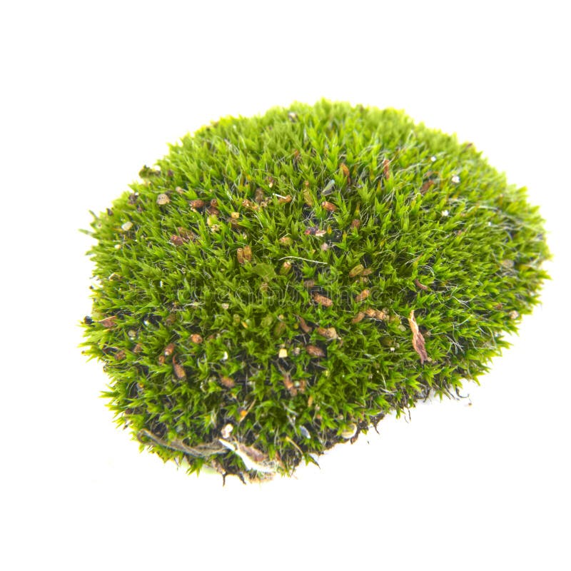 Green moss isolated