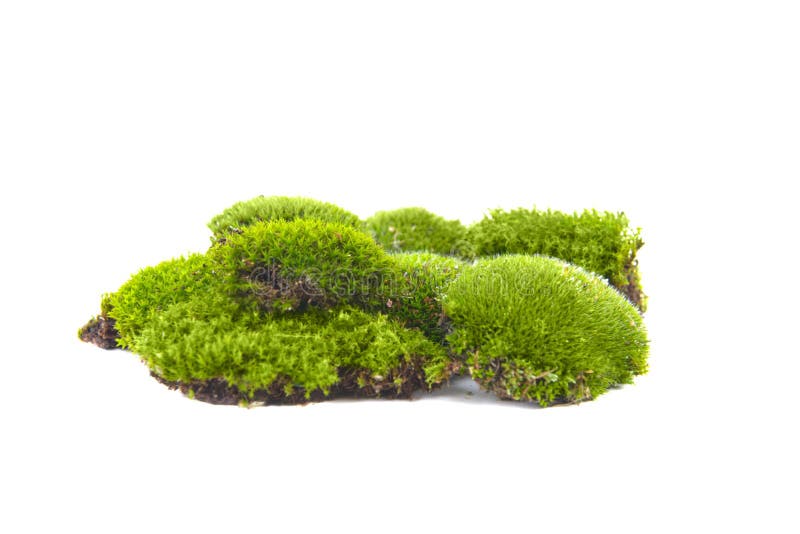 Green moss isolated