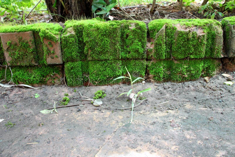 Green moss on old bricks stock photo. Image of green 76842776