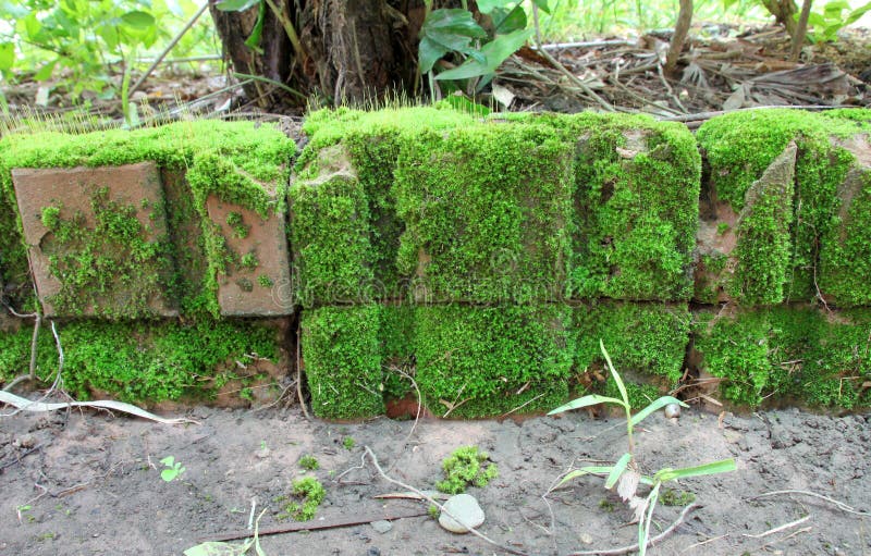 Green moss on old bricks stock photo. Image of close 76846218