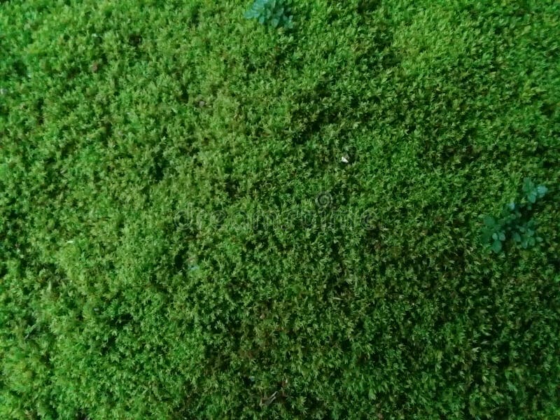 Green Moss Plants that Grow on the Rocks in Front of the House Stock