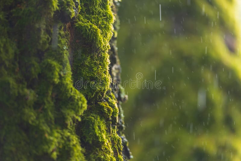 Green Moss with Rain Dropps Falling in the Background. Freshness Stock