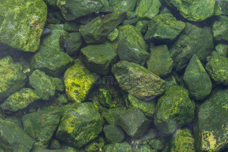 Close Up Green Moss Texture, Background, Nature Plant, Moss Wall Stock  Photo - Image of drink, full: 219926482