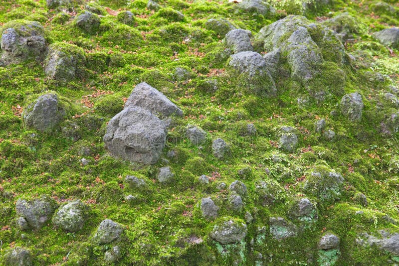 Green Moss