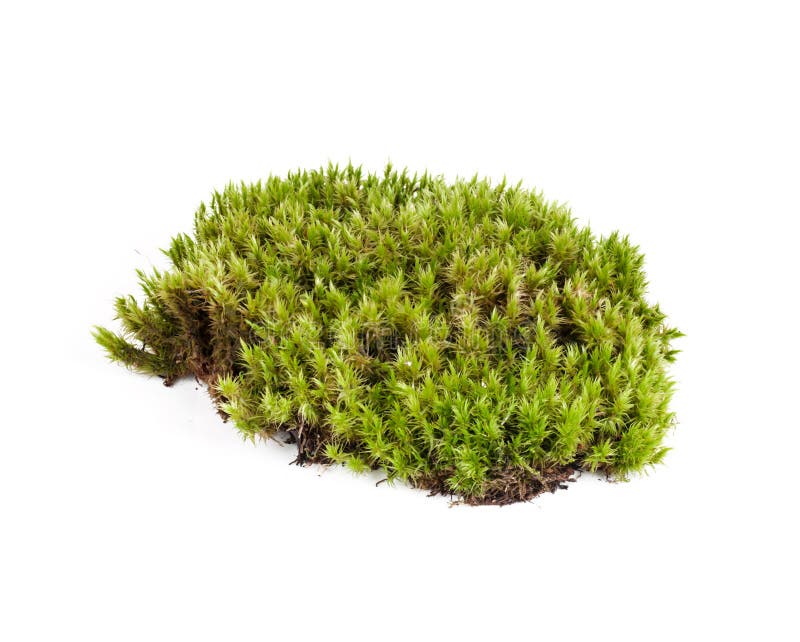 Green Sphagnum Moss Close Up With Blurred Background Stock Photo - Download  Image Now - iStock