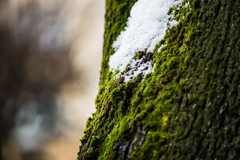 Green moss close up. Macrocosm of plants. Early spring and gardening  concept. 6995561 Stock Photo at Vecteezy