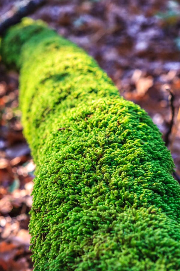 Green Moss on Tree Trunk in Autumn Forest. Nature Background Stock