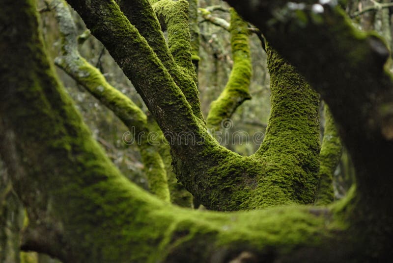 Green moss on the trees