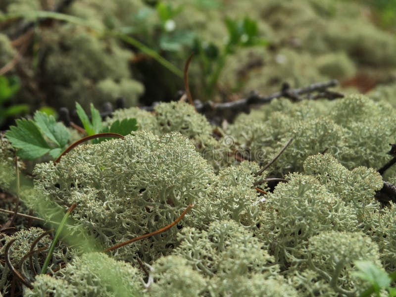 Moss in the woods stock image. Image of summer, macro - 178598681