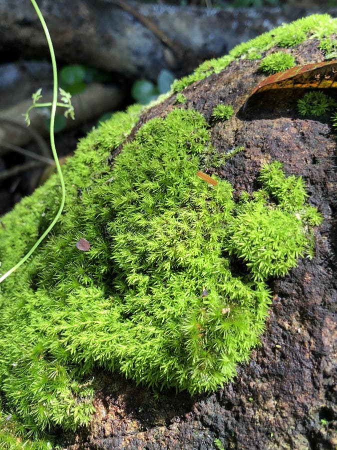 Green mosses growing on a rock.