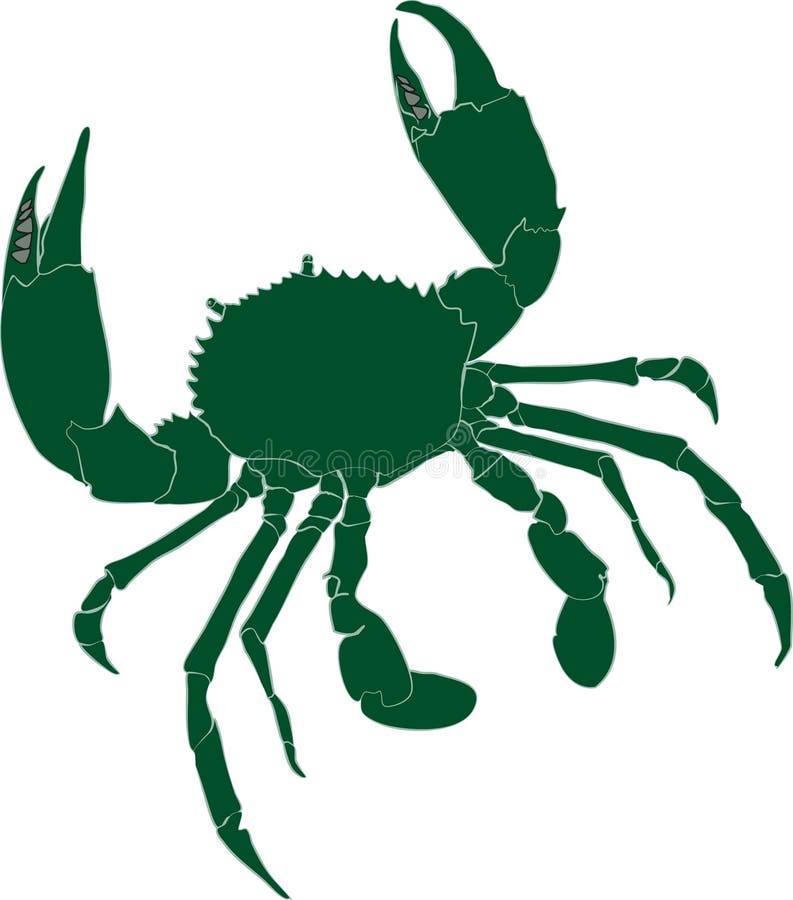 Green mud crab Scylla serrata illustration