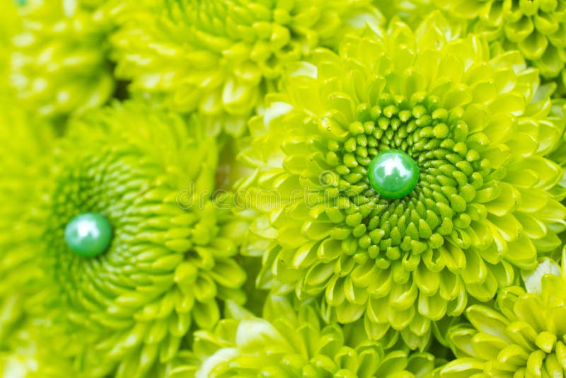Green Mum Flowers stock photo. Image of grouped, green - 28426334