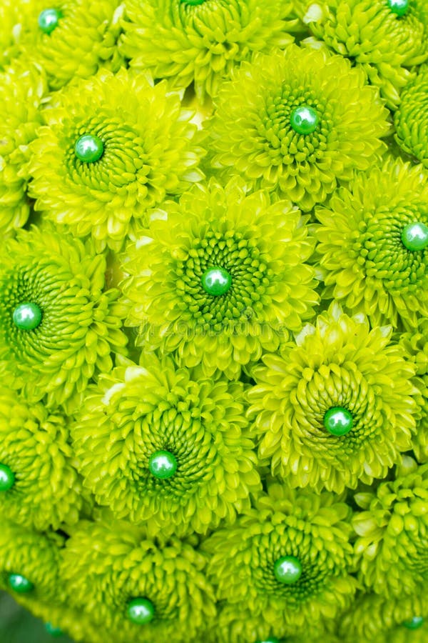 Green Mum Flowers stock photo. Image of grouped, green 28426334