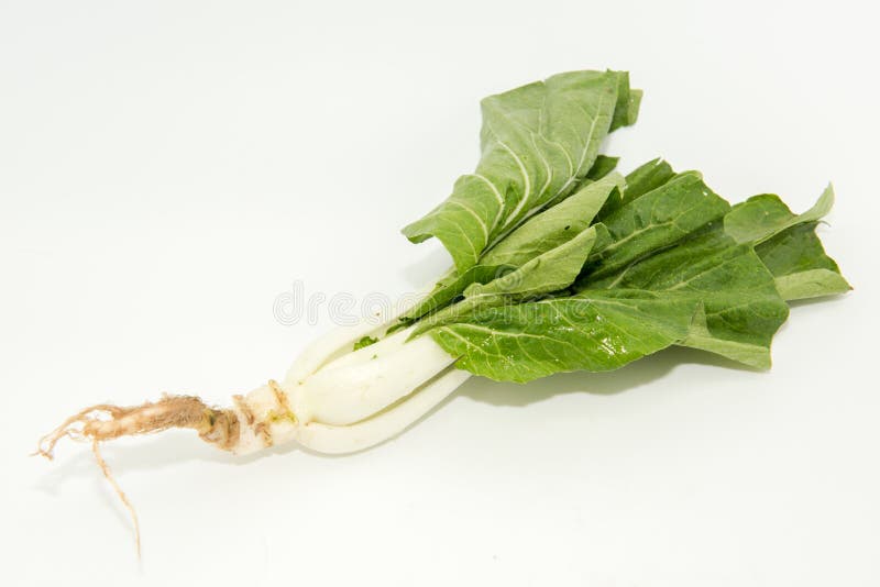 3,802 Mustard Tree Stock Photos Free & RoyaltyFree Stock Photos from