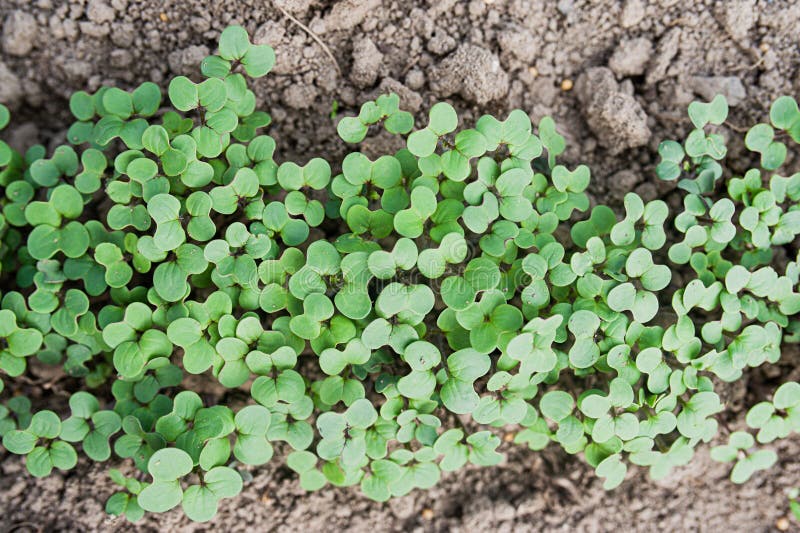 Mustard Leaves Vegetable Dish Stock Image Image of indian, spinach