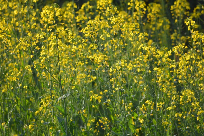 Green Mustard Plants with Their Flowers Stock Image - Image of family ...