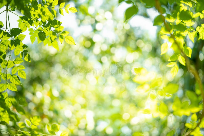 Green Nature Background with Beauty Bokeh Stock Image - Image of frame,  grow: 148718485