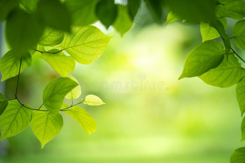 Green nature background stock photo. Image of green - 157730988