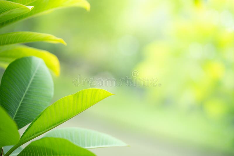 Closeup view of green leaves with beauty bokeh under sunlight royalty free stock photography Closeup view of green leaves with beauty bokeh under sunlight royalty free stock photography