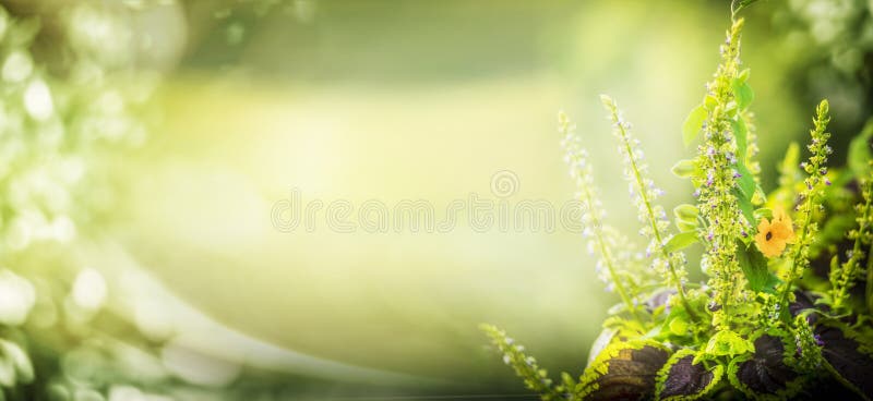 Green nature background with garden plant and bokeh lighting, floral border