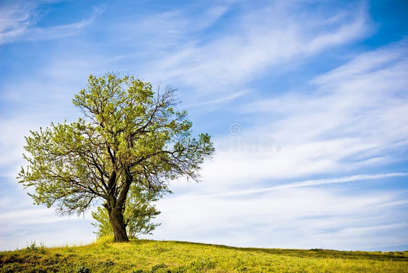 Green nature landscape with a tree stock photography