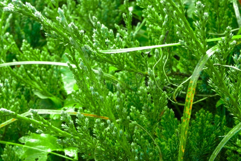 Green needle bush with rain drops after rain royalty free stock photography