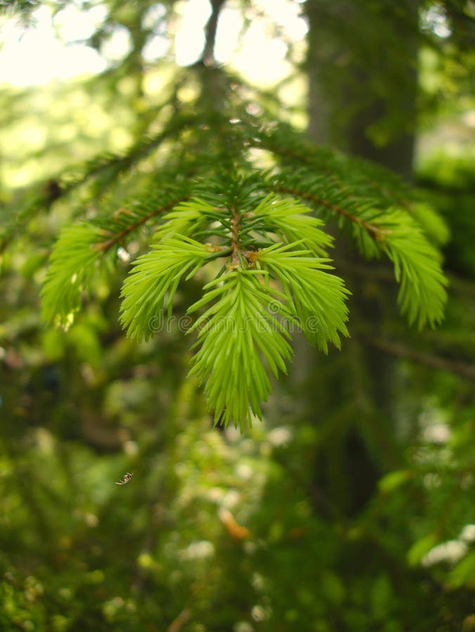 Green needle leaves in spring stock images