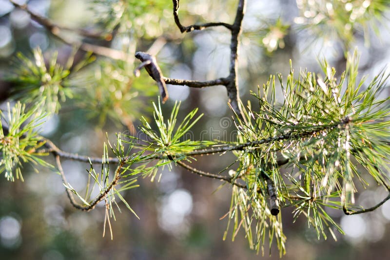 Green Needle Pine Tree . Small Pine Cones at the End of Branches