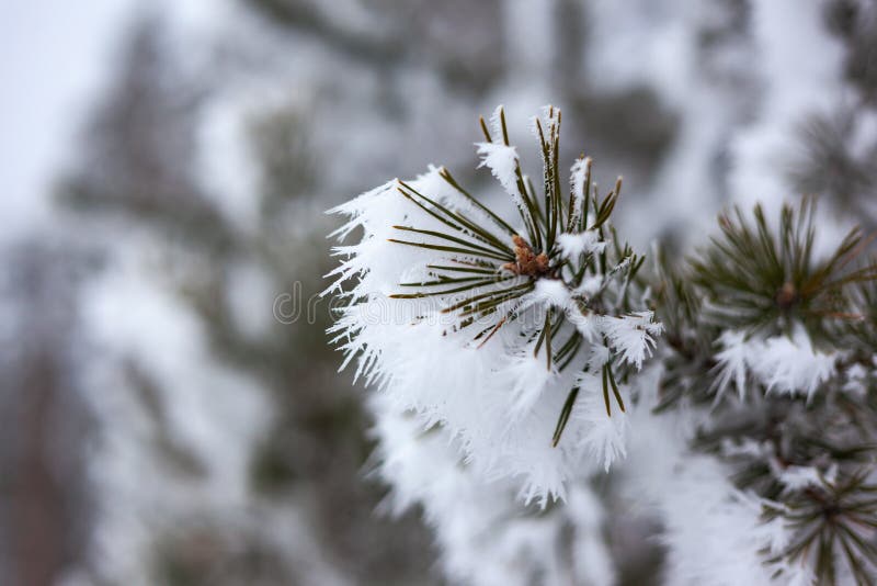 Green needle pine twigs in snow stock photos