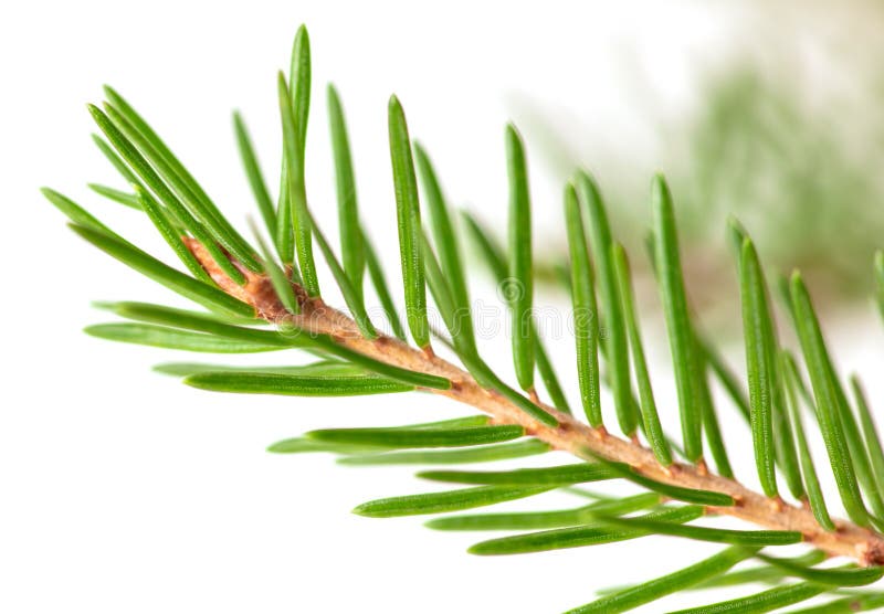 Green Needles on a Christmas Tree Branch Stock Image Image of