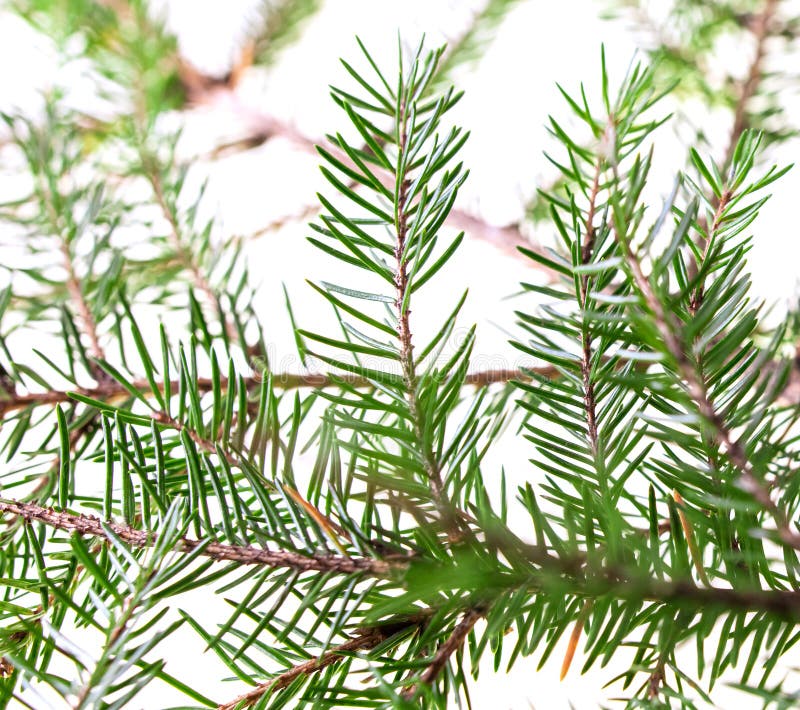 Green Needles on a Christmas Tree Branch Stock Image Image of