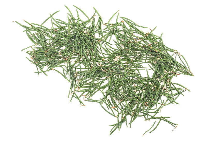 Green Needles of Christmas Tree Isolated on White Background, Top View