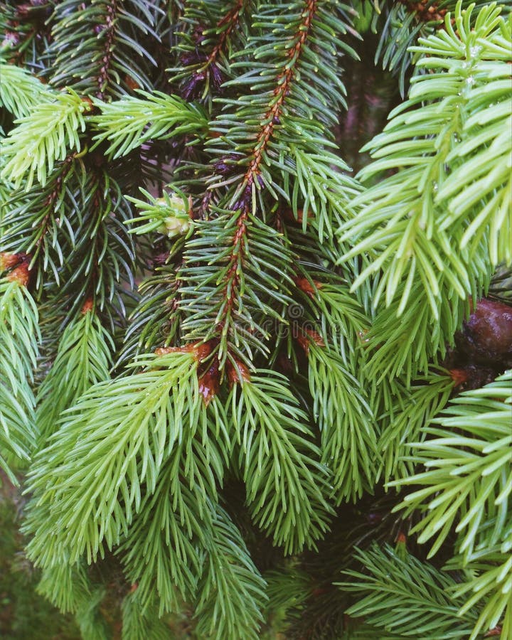 Green Needles of Christmas Trees, Spring 2017 Stock Image Image of