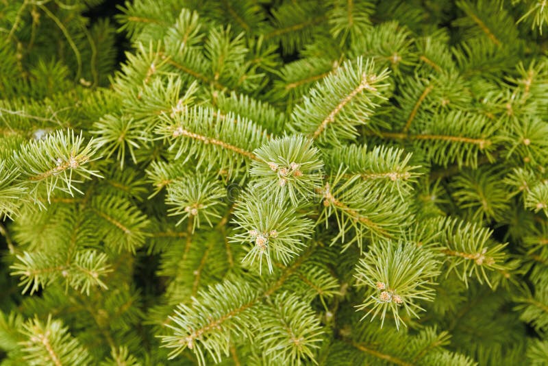 Green needles of coniferous tree stock photography