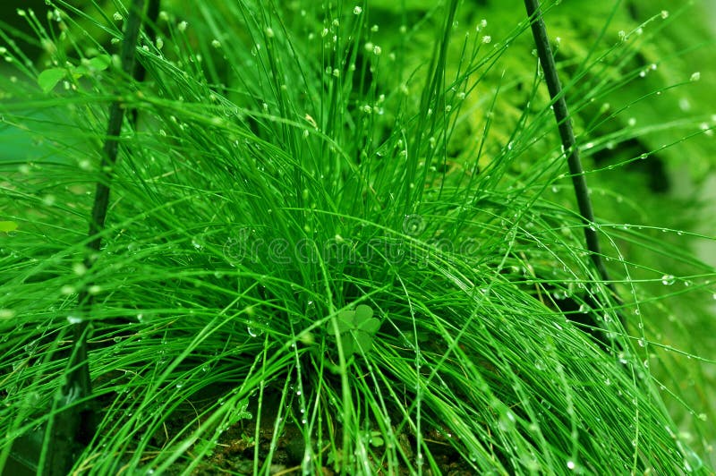 Green needles grass royalty free stock photos