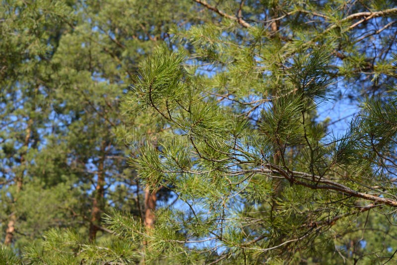 Green needles of pine tree in sunny spring day stock images