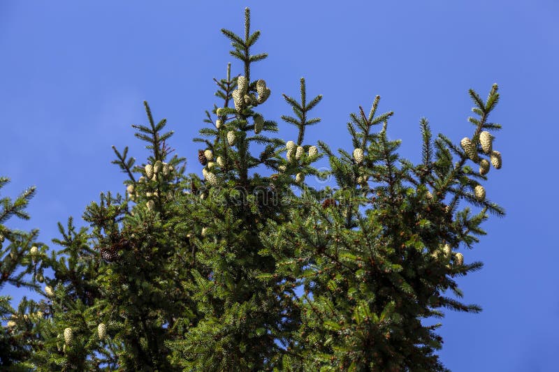 Green needles on a tall spruce tree with cones royalty free stock photography