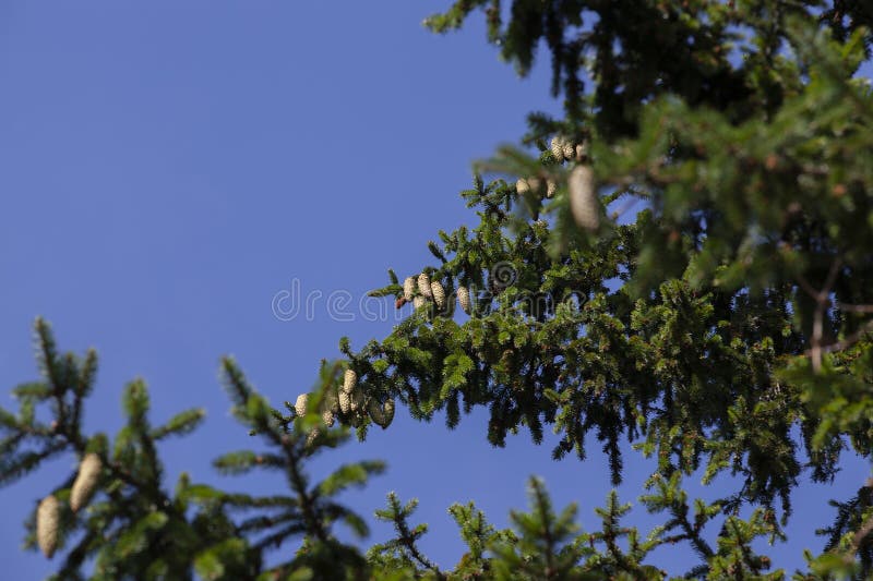 Green needles on a tall spruce tree with cones royalty free stock photo