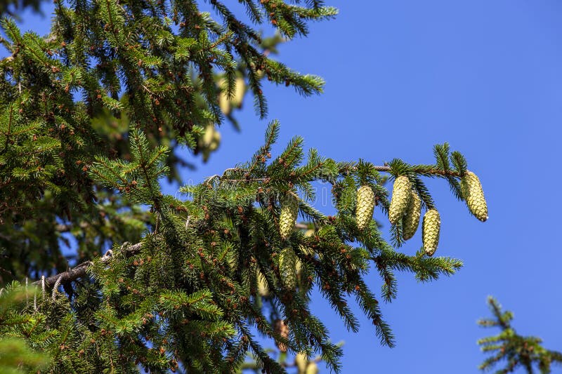 Green needles on a tall spruce tree with cones stock photos