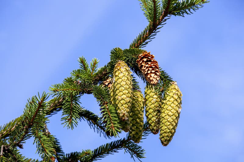 Green needles on a tall spruce tree with cones stock photos