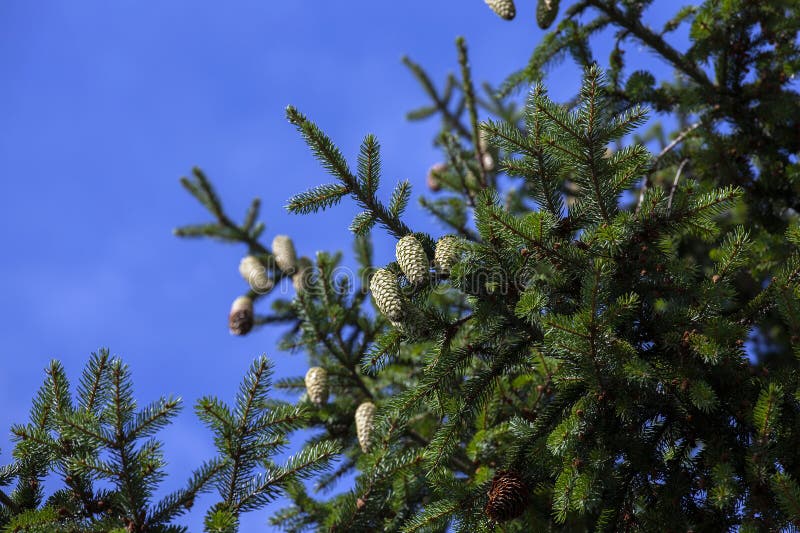 Green needles on a tall spruce tree with cones royalty free stock photos