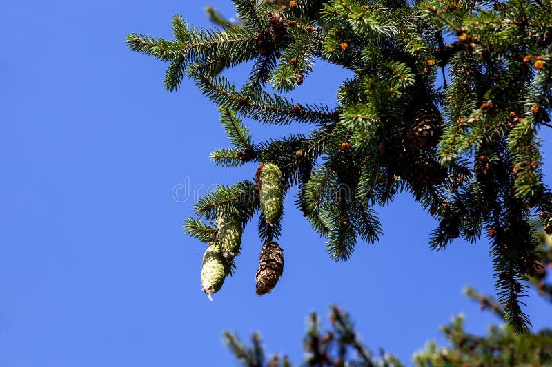 Green needles on a tall spruce tree with cones stock image