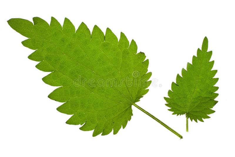 Green nettle