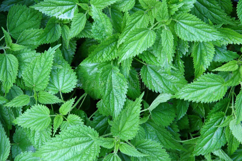Green nettle leaves royalty free stock image