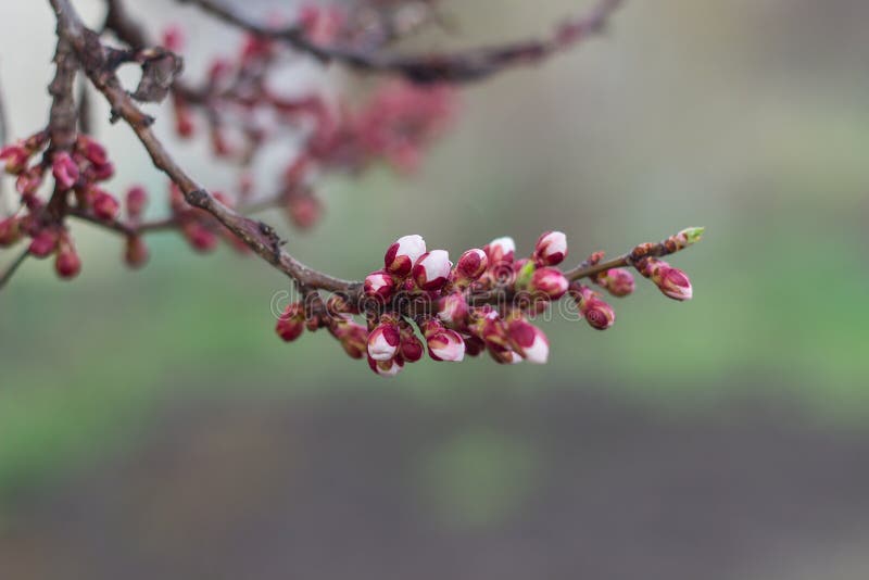 Green new spring buds on a tree branch in early spring. Sunset, dawn, evening.