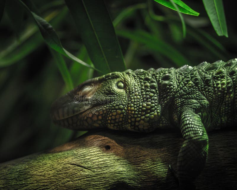 A green northern caiman lizard sleeping on the tree branch